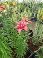 [4005 Pink Blossom No01.JPG]